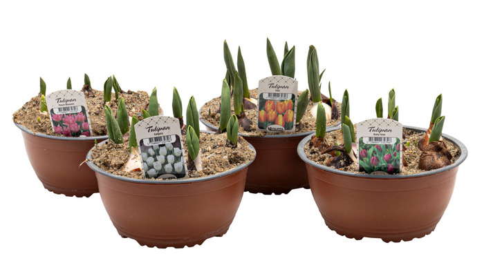 Tulipanløg 19 cm potte